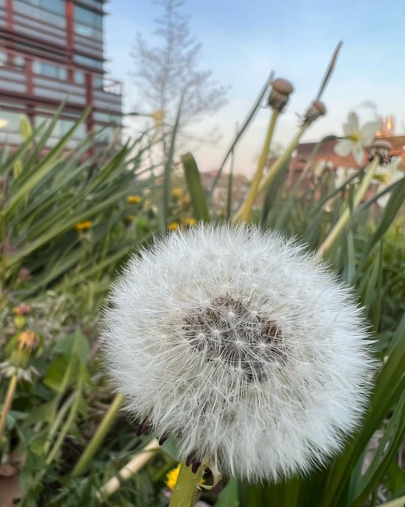 Dandelion