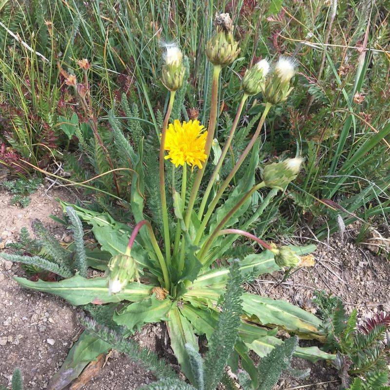 Dandelion