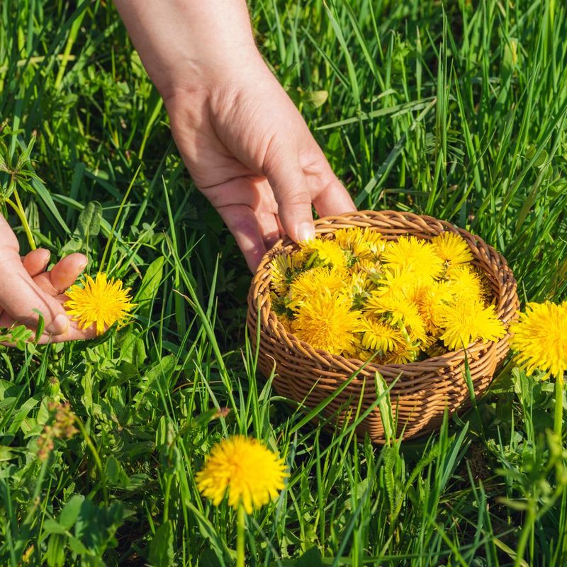 Dandelion Foraging Adventure