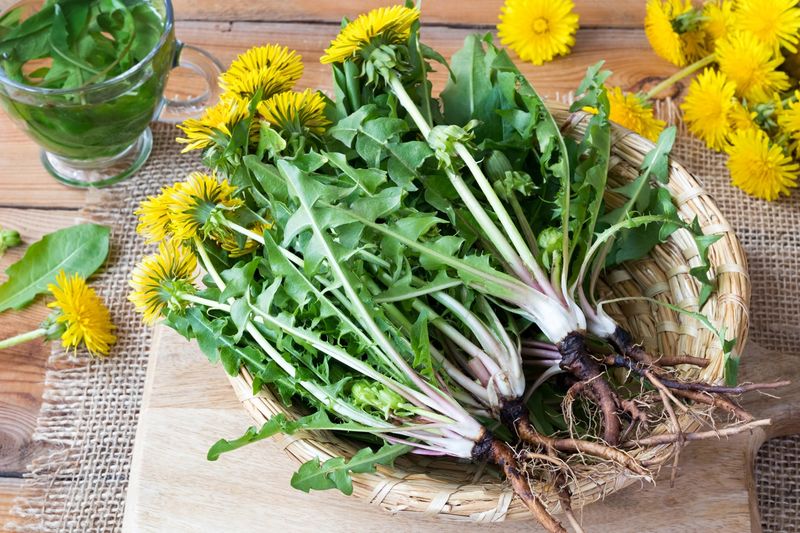 Dandelion Leaf Detox