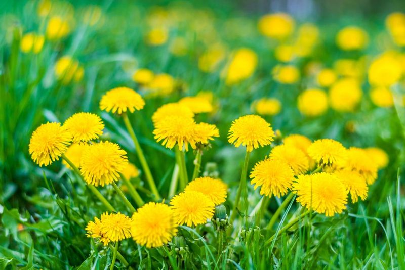 Dandelion Poultice Remedy