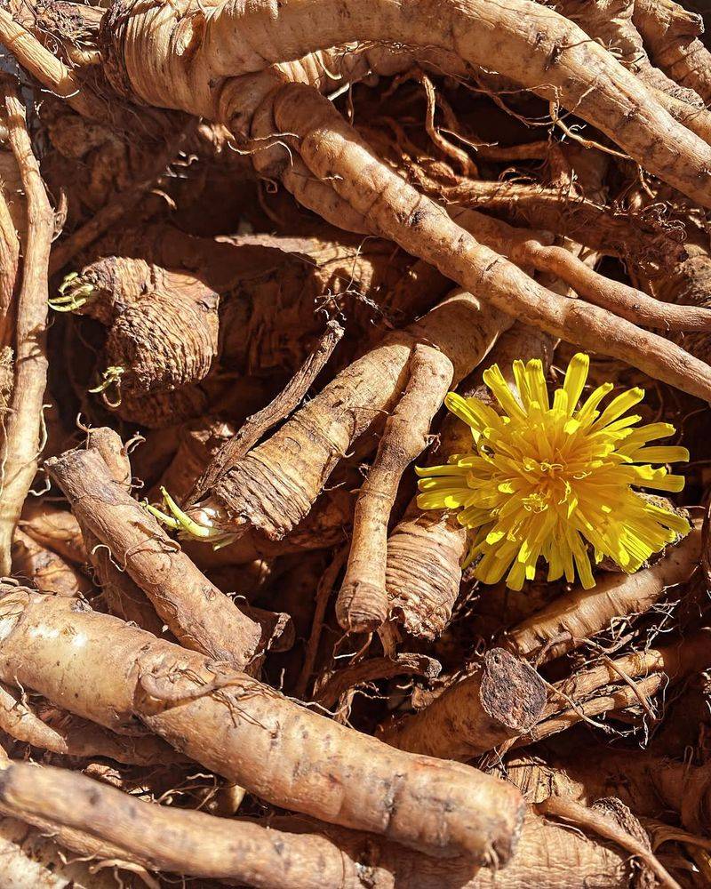 Dandelion Root