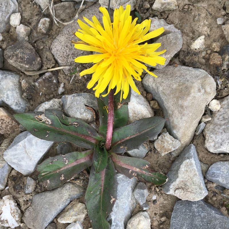 Dandelion (Taraxacum officinale)