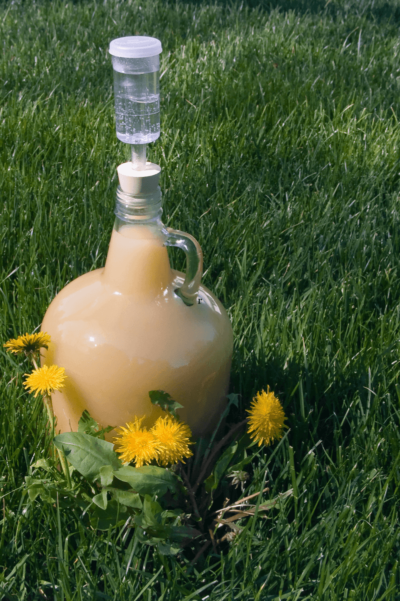 Dandelion Wine Craft