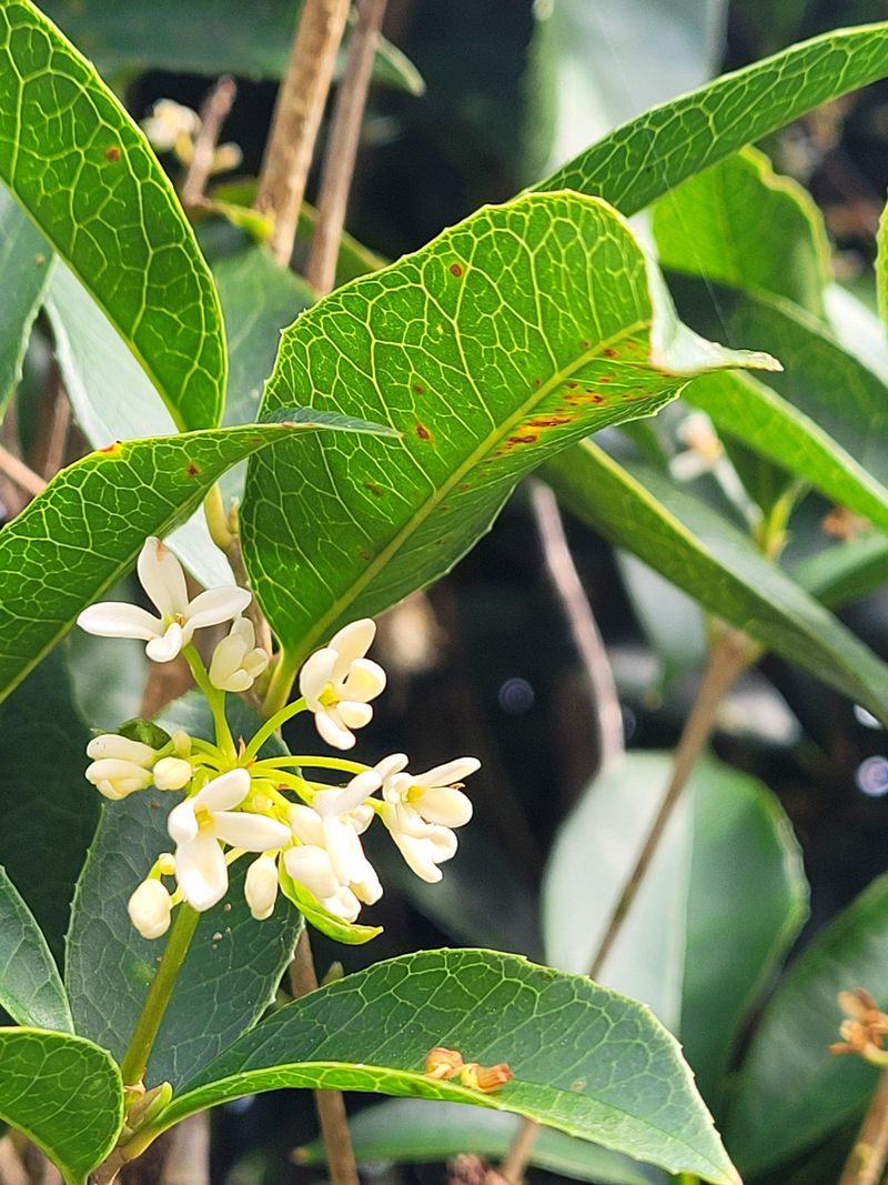 Osmanthus