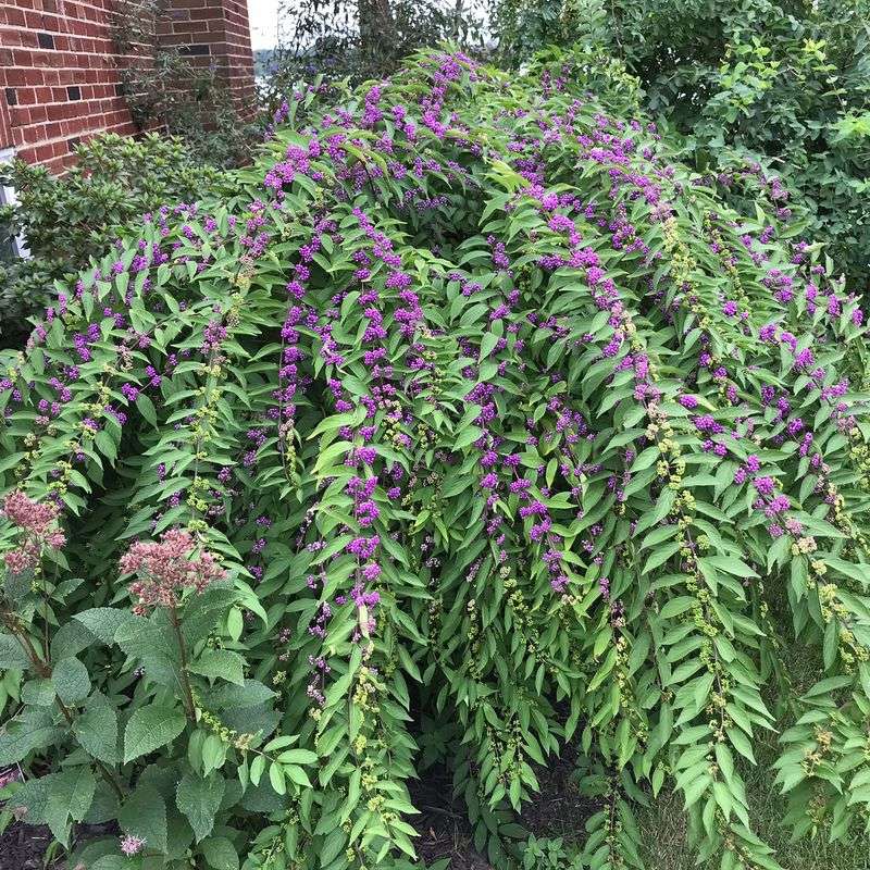 Beautyberry (Callicarpa americana)