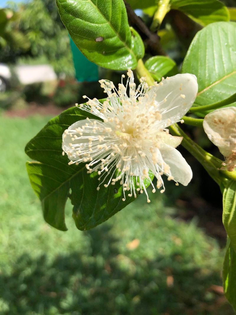 Guava Tree