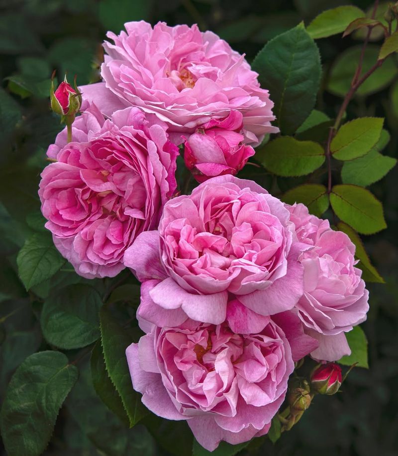 David Austin's 'Mary Rose'