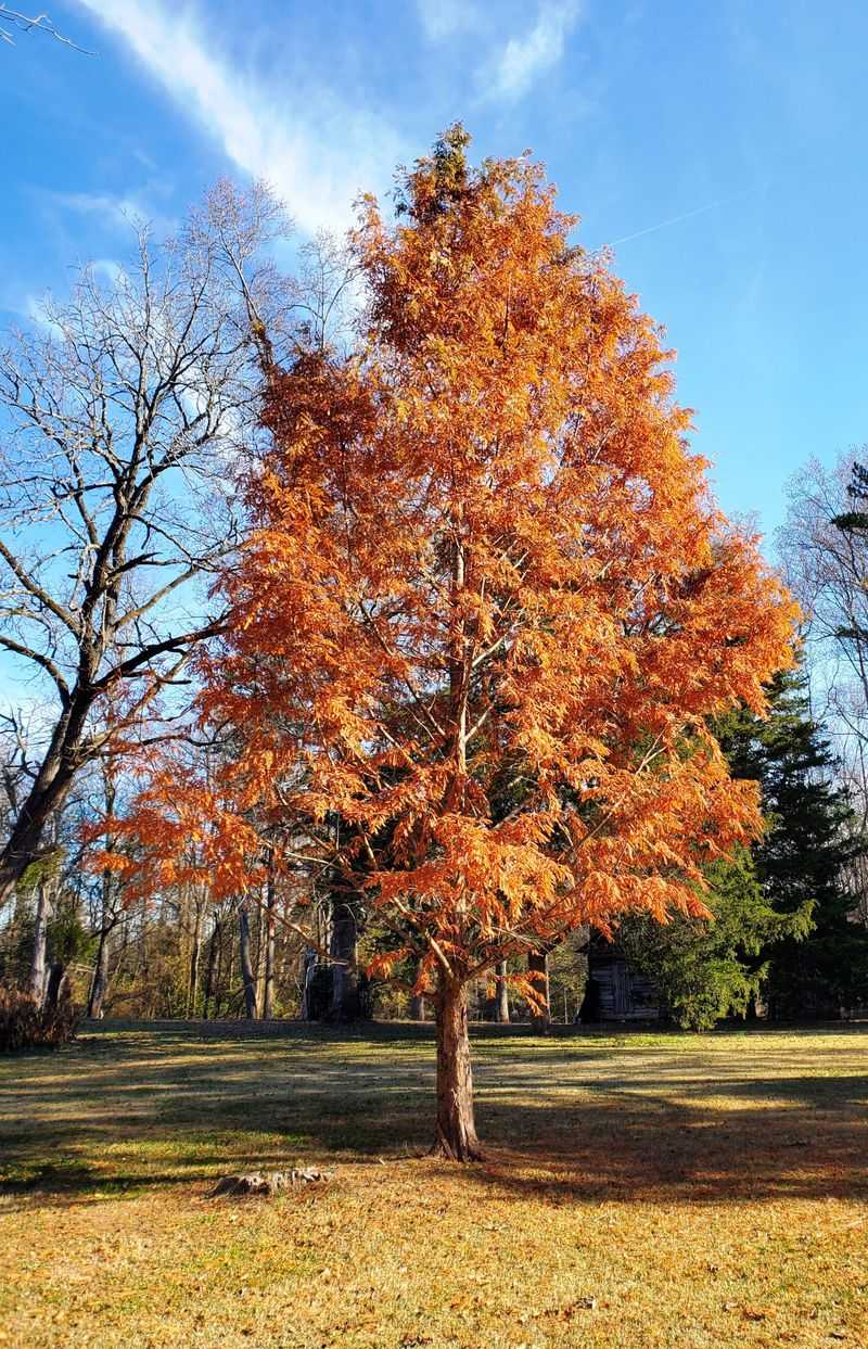 Dawn Redwood