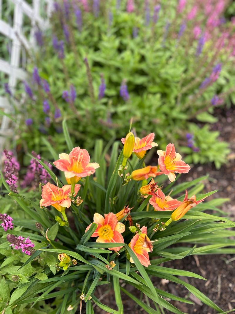 Daylilies