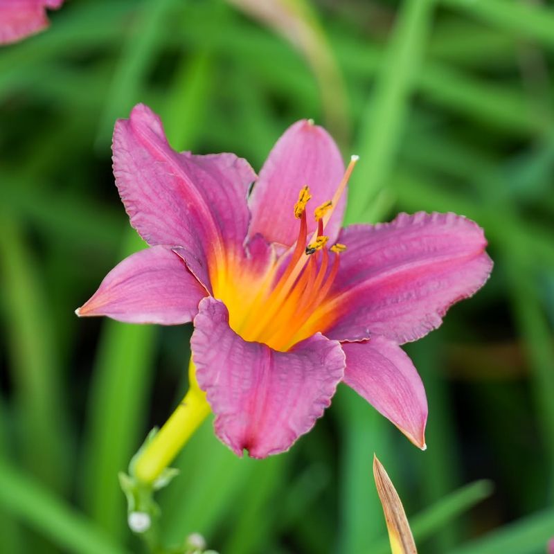 Daylilies