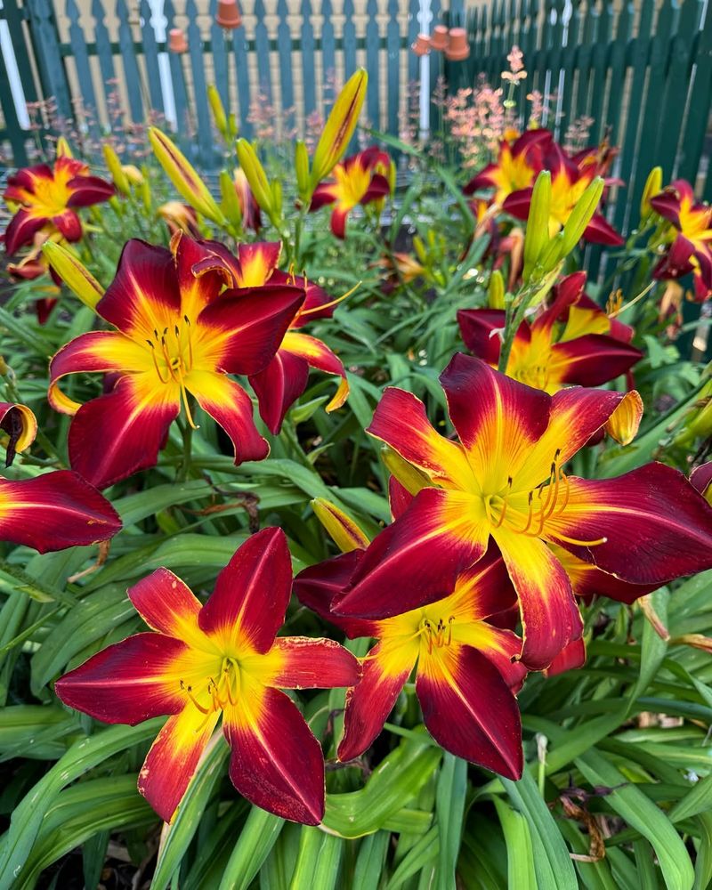 Daylilies