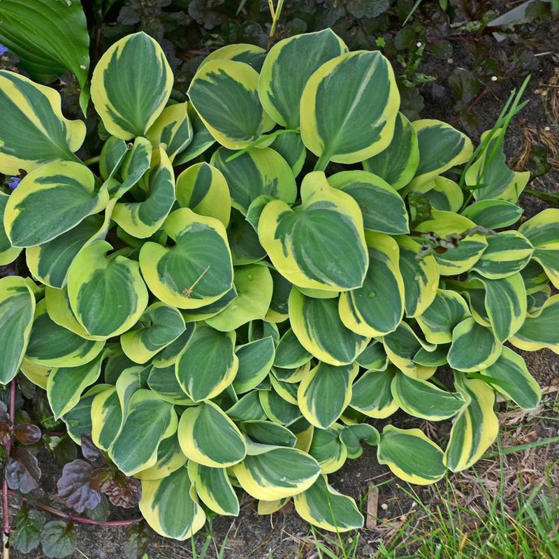 Hostas (small varieties)