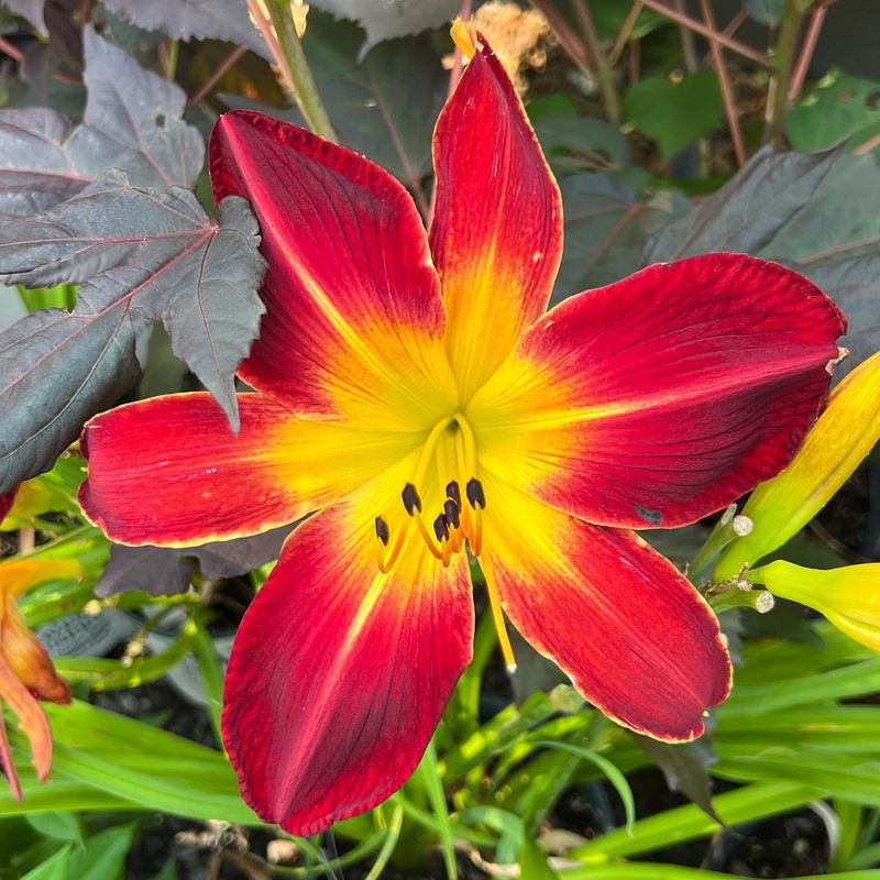 Daylilies