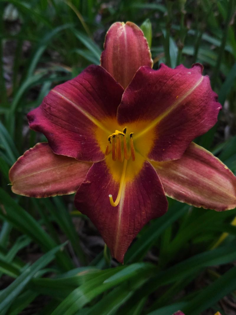 Daylily