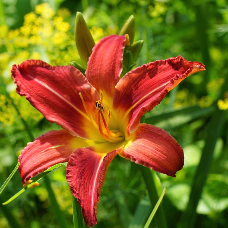 Daylily