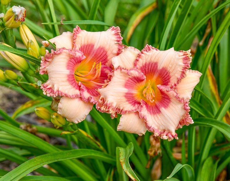 Daylily