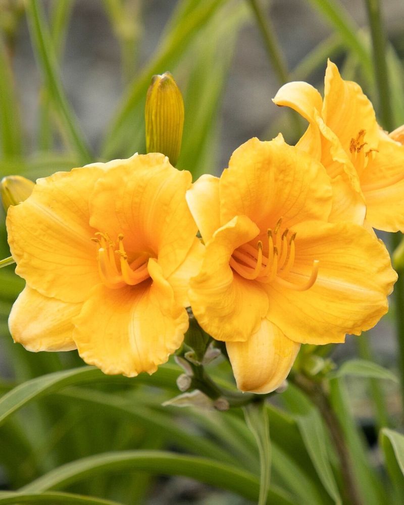 Daylily