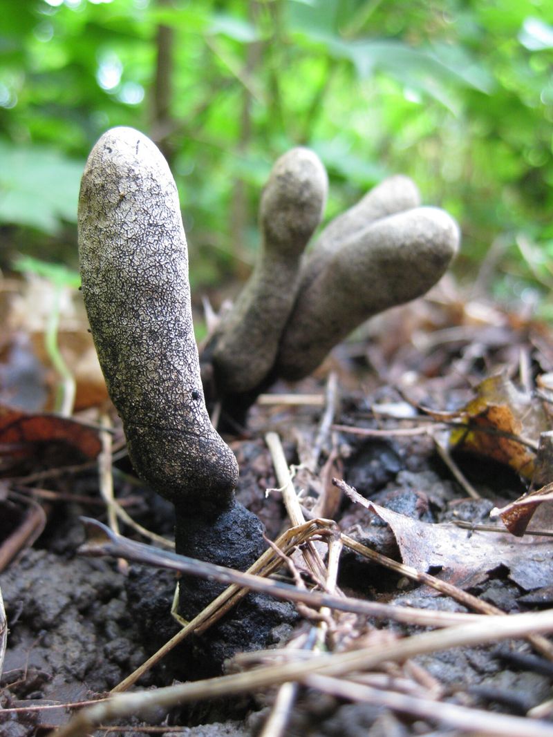 Dead Man's Fingers