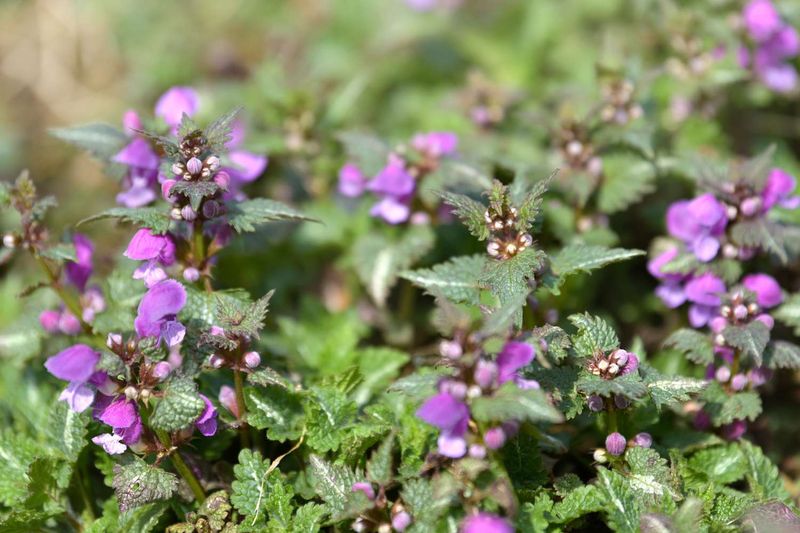 Dead Nettle