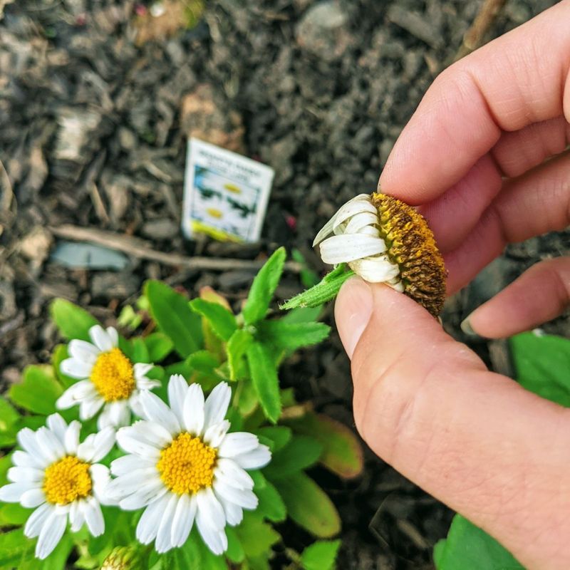 Deadhead for Prolonged Blooming