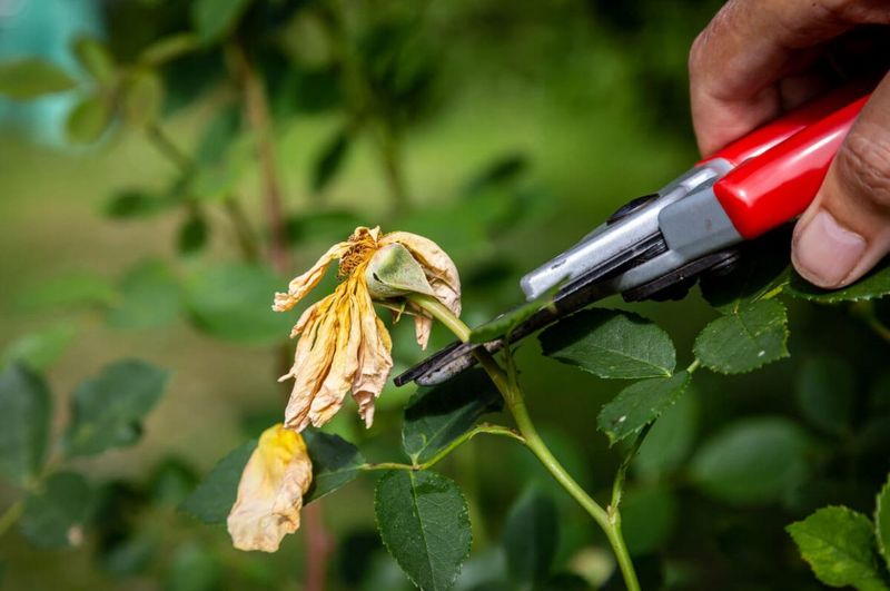 Deadheading Flowers