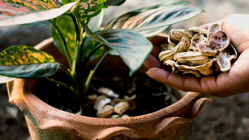 Decorative Mulch