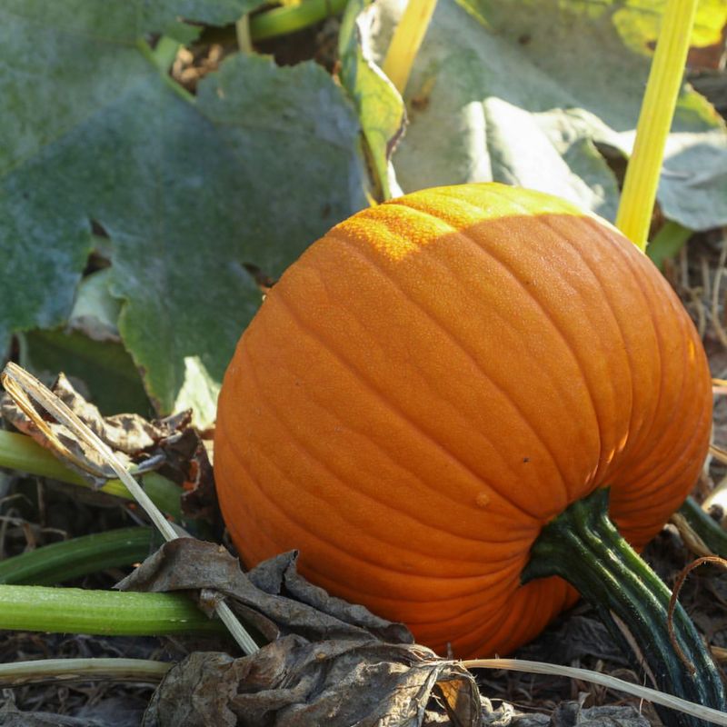 Delaware's Great Gourd