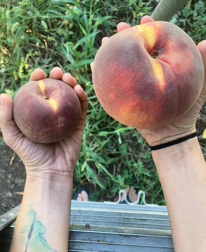 Delaware - Giant Peach