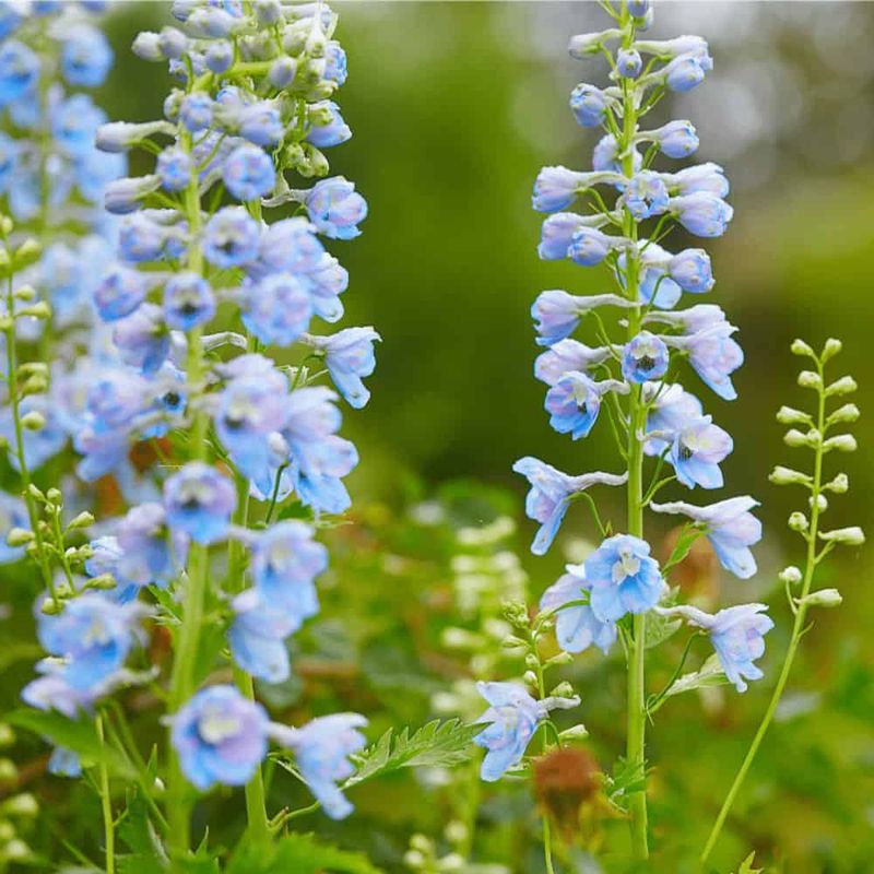 Delphinium