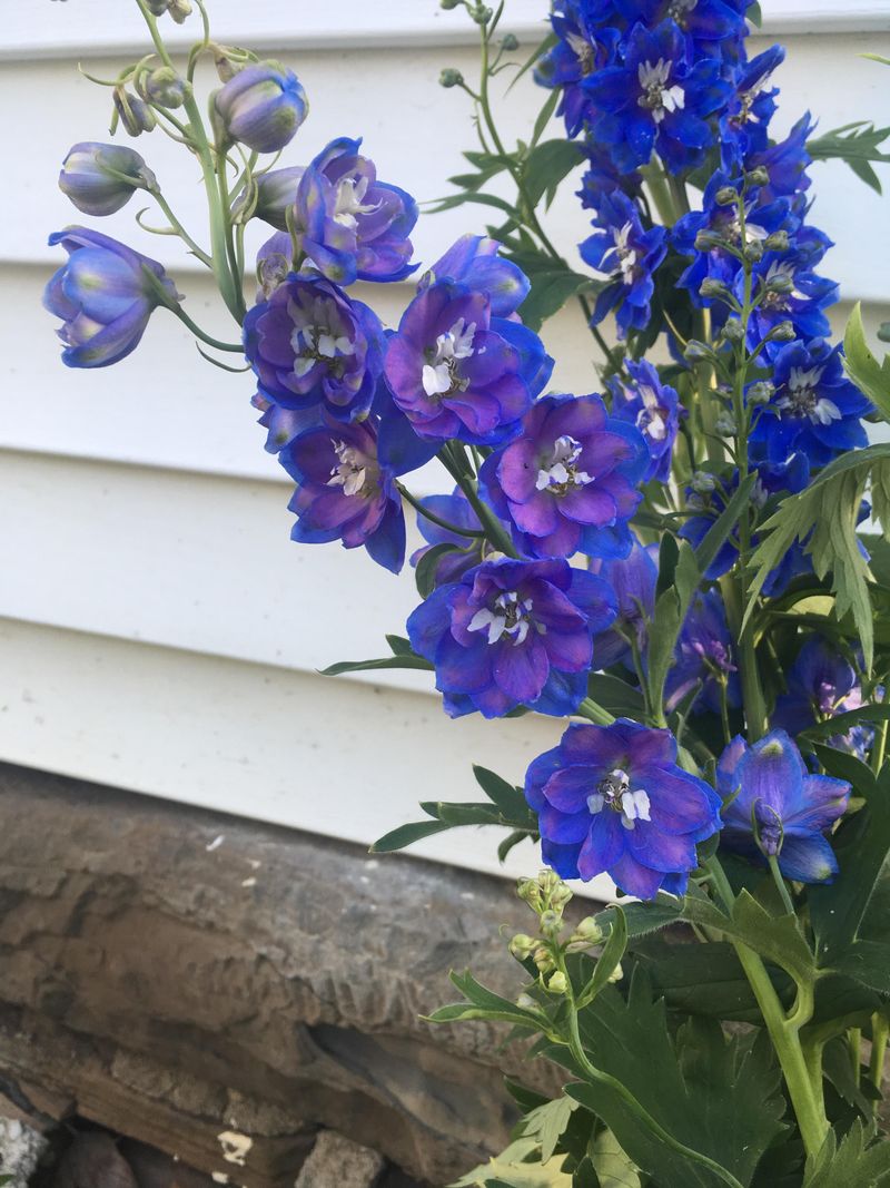 Delphinium