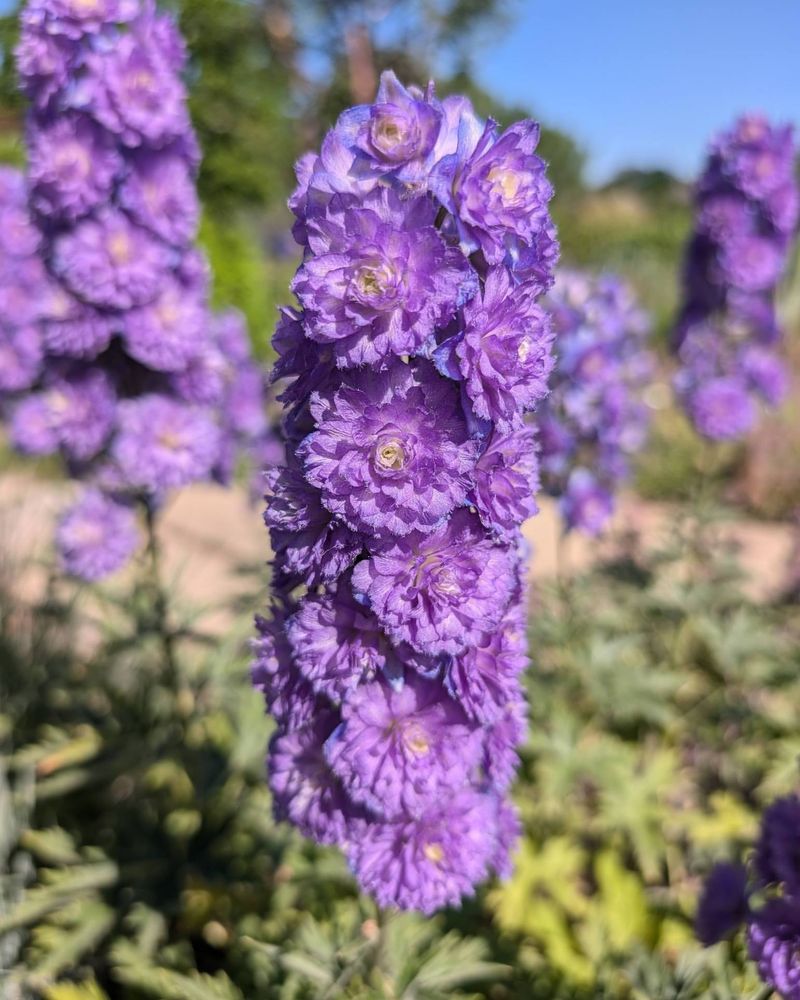 Delphinium (Delphinium elatum)