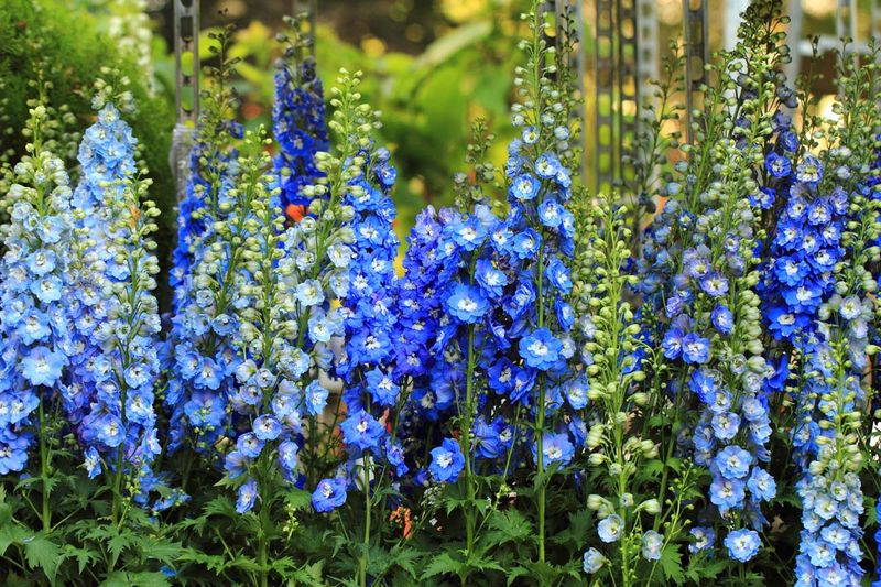 Delphiniums