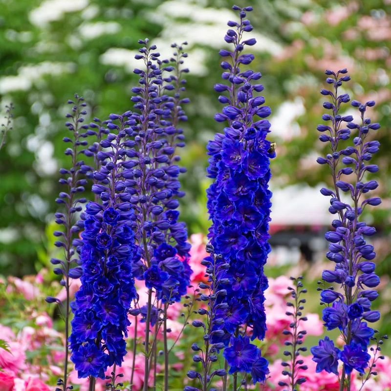 Delphiniums