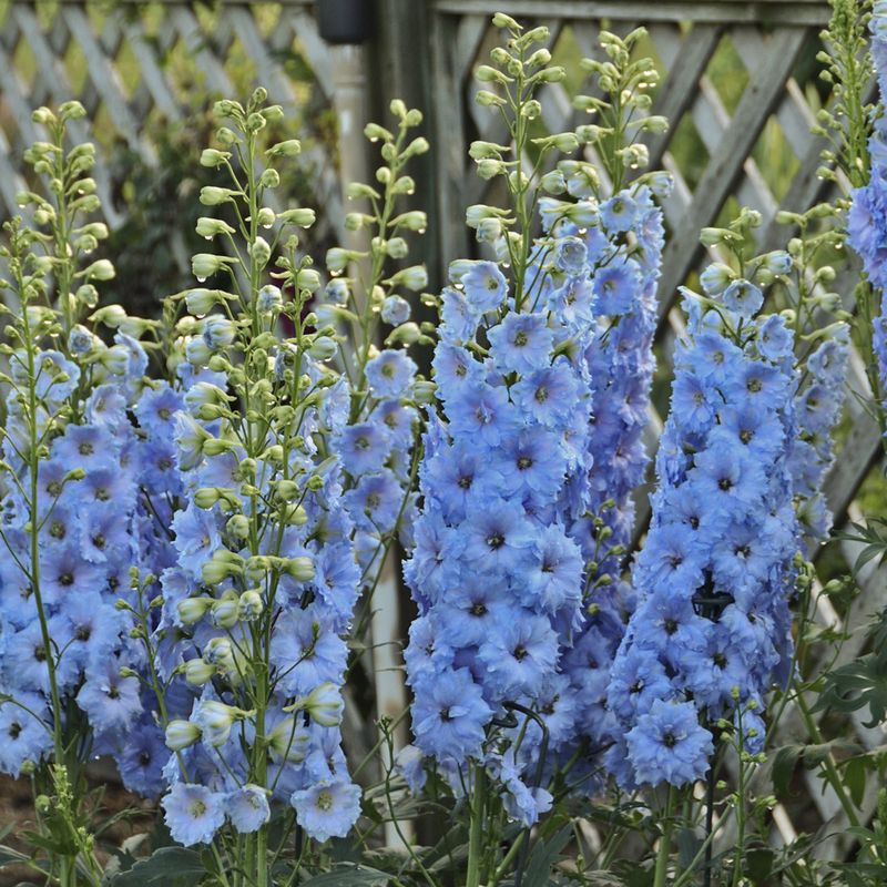 Delphiniums