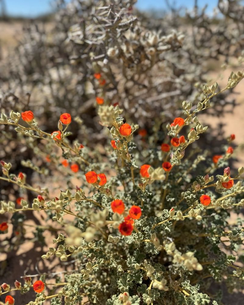 Desert Globe Mallow