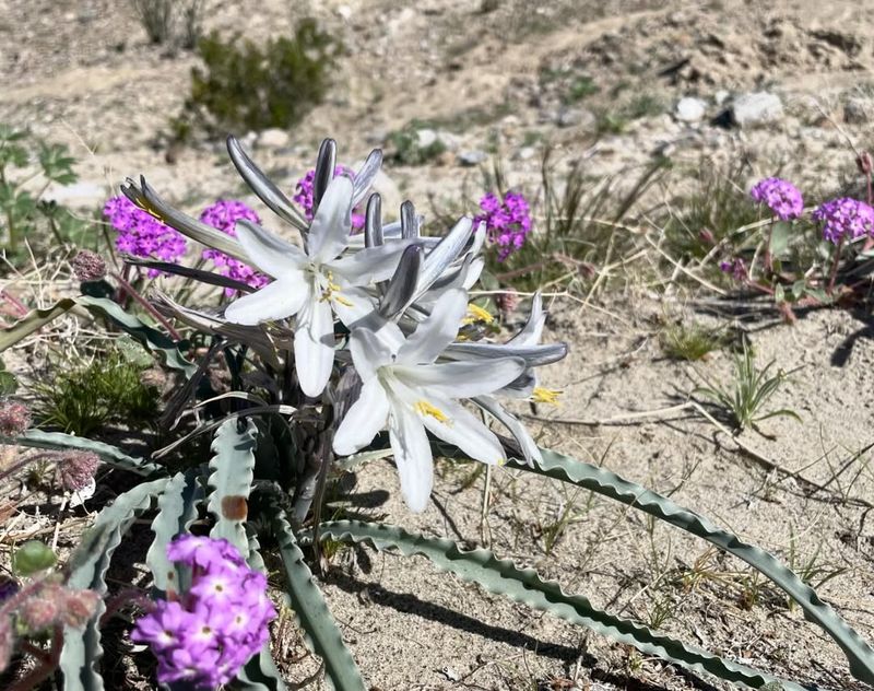 Desert Lily