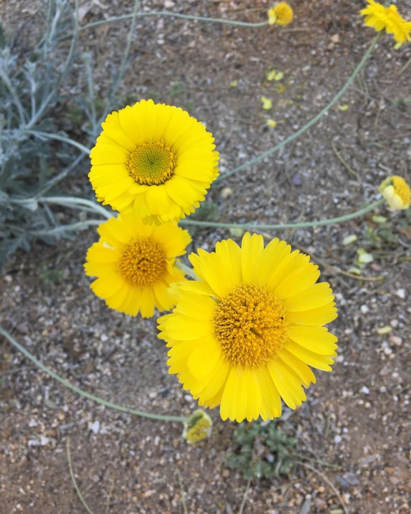 Desert Marigold