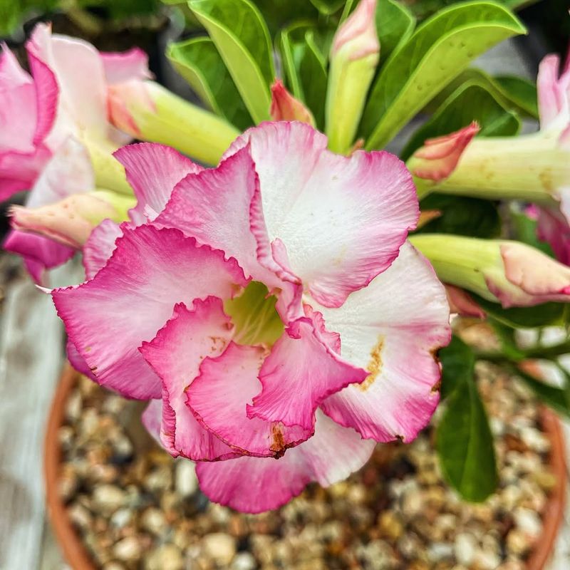 Desert Rose