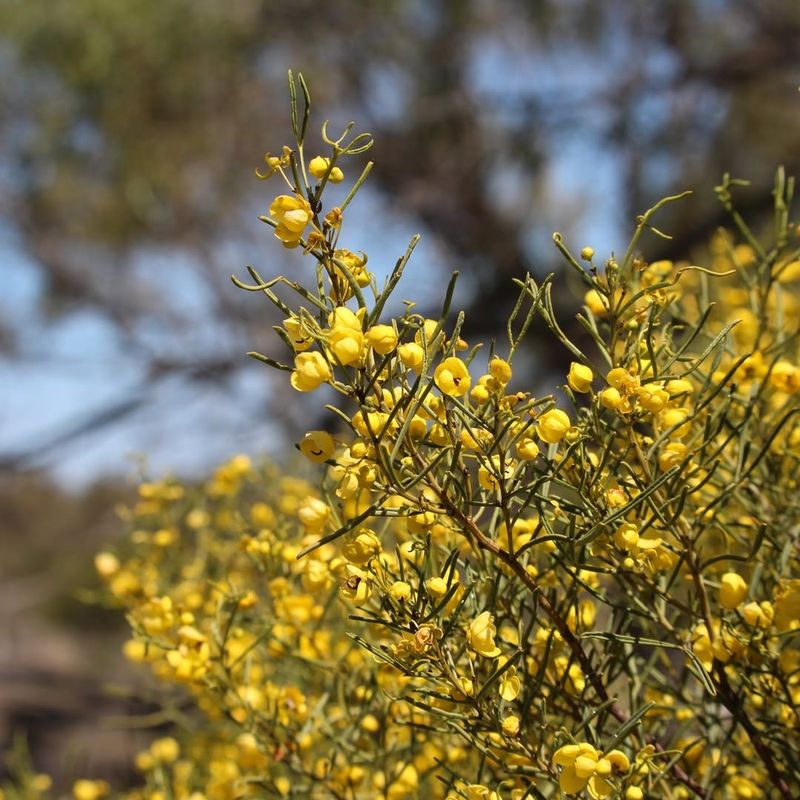 Desert Senna