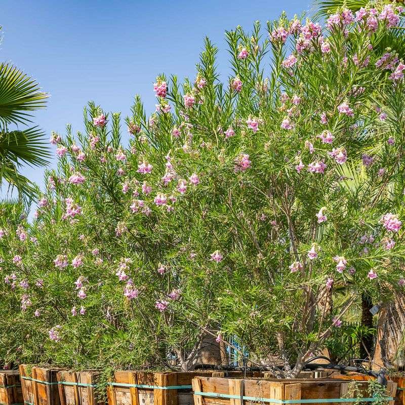 Desert Willow