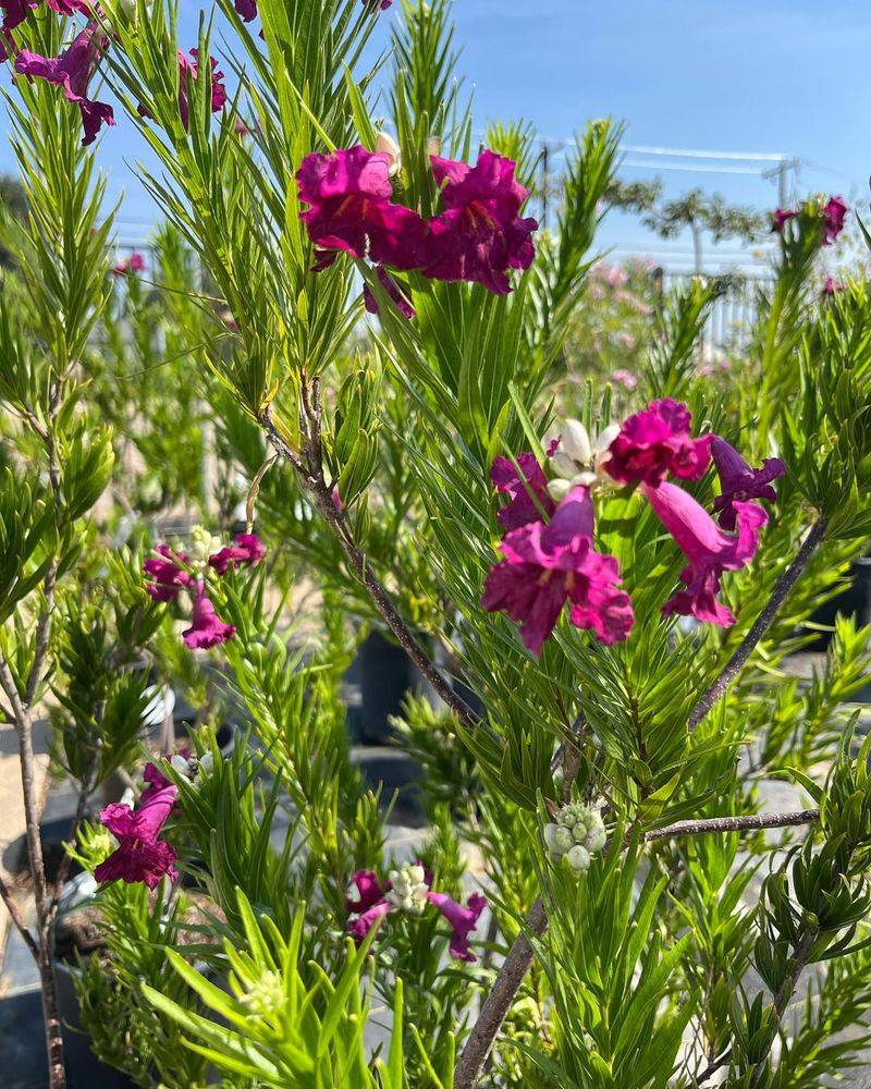 Desert Willow