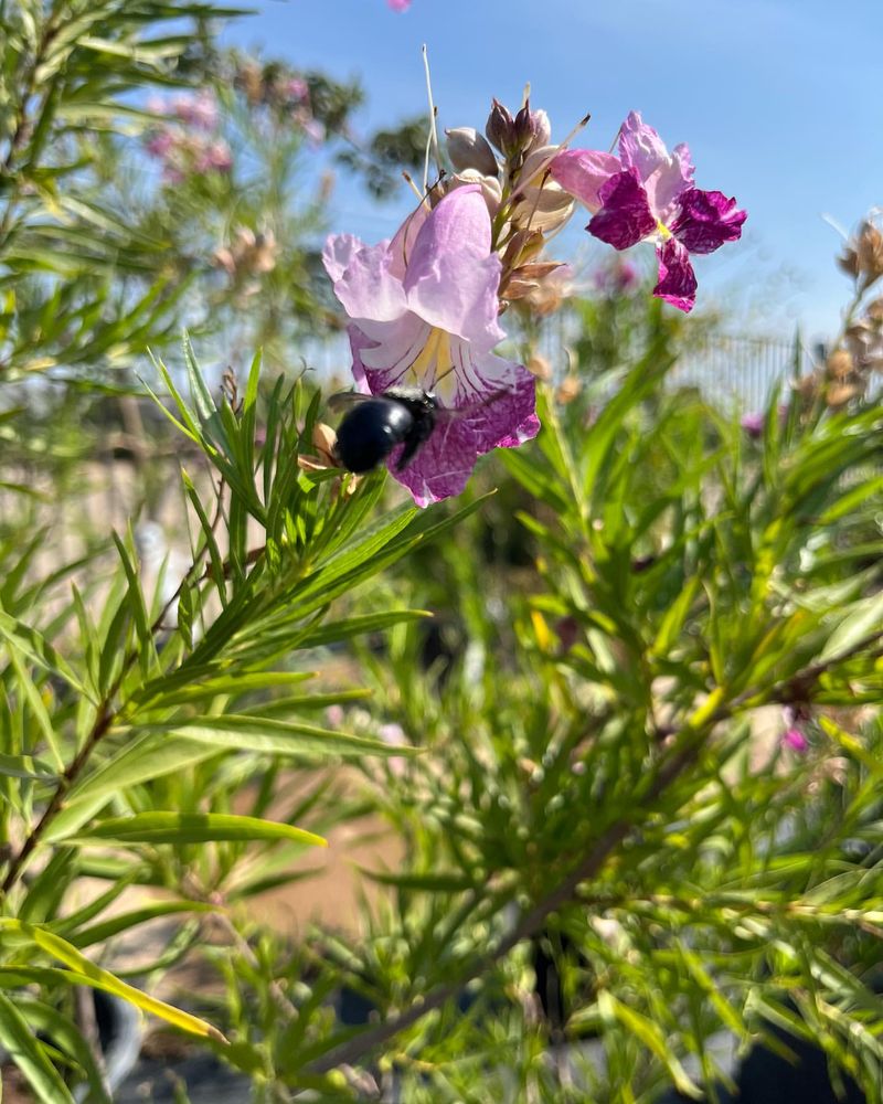 Desert Willow