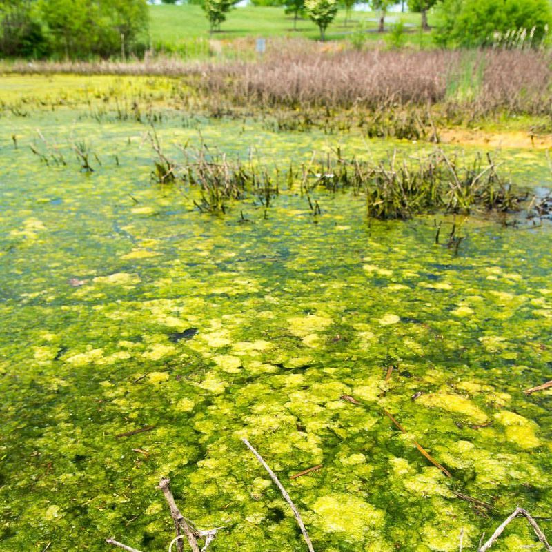 Deter Algae Growth