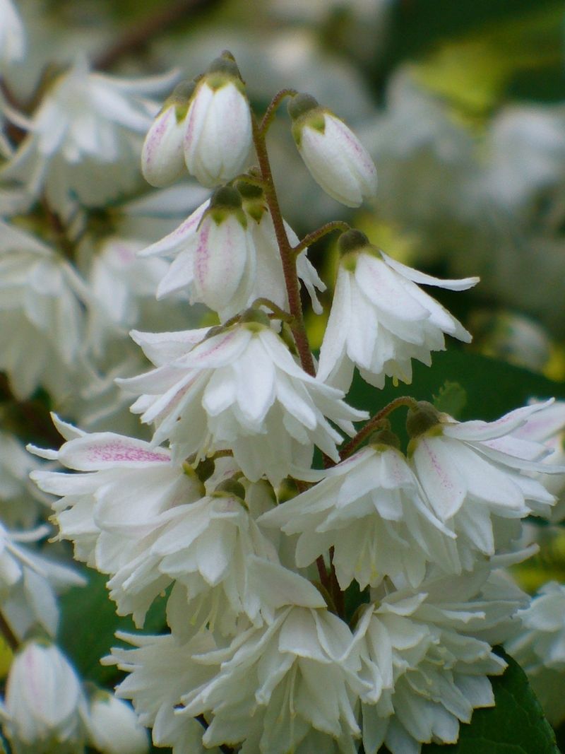 Deutzia