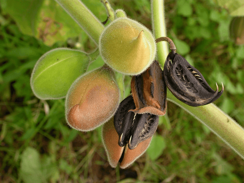 Devil's Claw