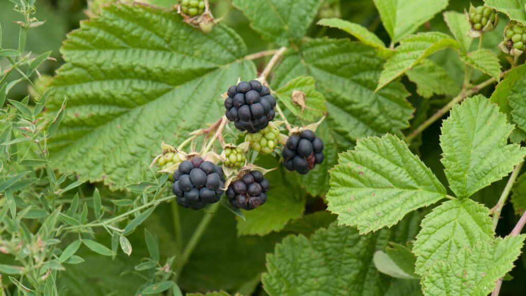 wild Dewberry