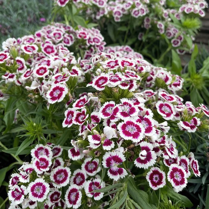 Dianthus