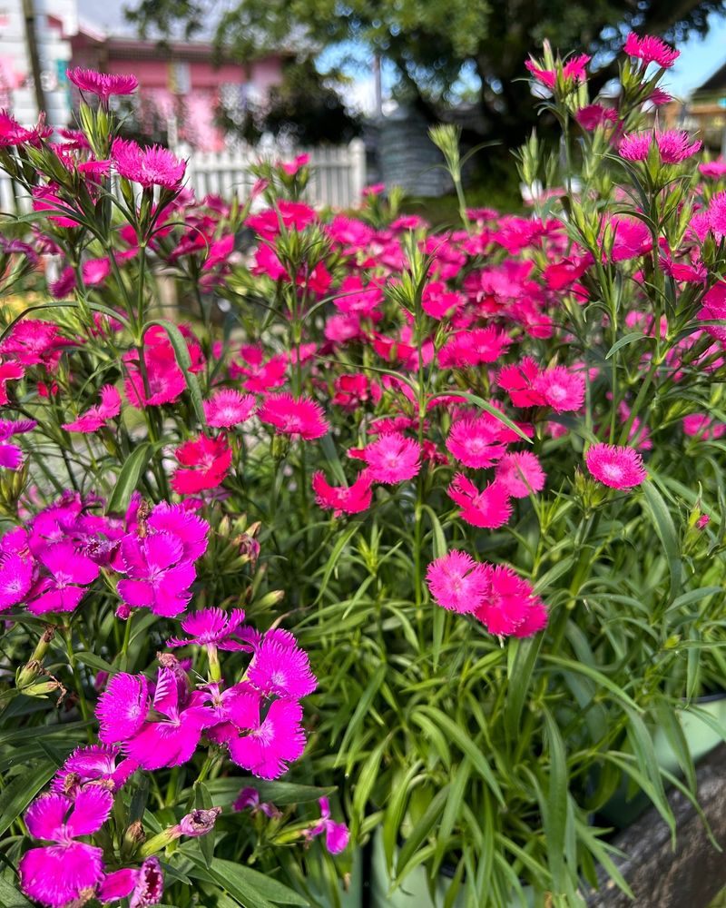 Dianthus