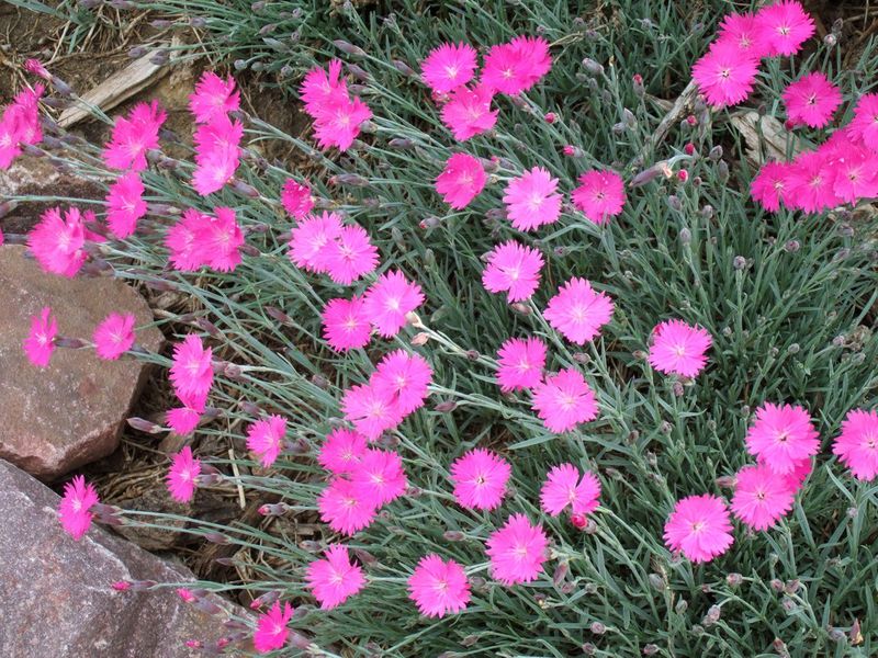 Dianthus